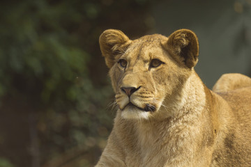 Fototapeta na wymiar Młoda Lion