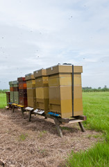 Row of wooden bee hives in a field