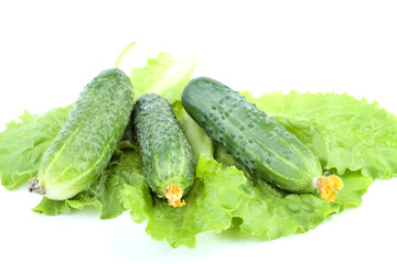 Green cucumbers on salad leaves isolated