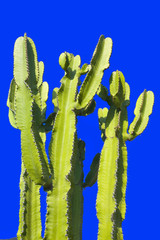 italie, sardaigne, ogliastra : cact&eacute;e