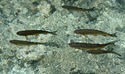 floating fish