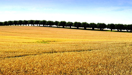 Getreidefeld vor Baumallee