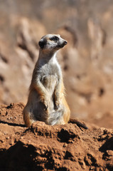 suricate debout 2