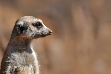 Fototapeta premium tête de suricate 2