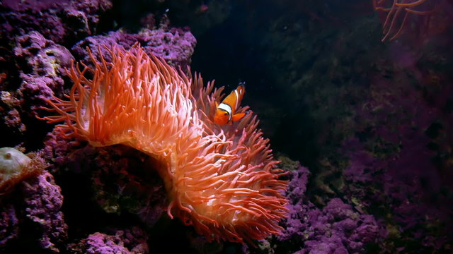 Clown Fish Anemone