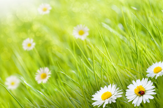 fond nature vert - p&acirc;querettes dans une prairie naturel