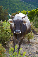 italie; sardaigne; ogliastra : vache
