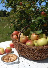 panier de pommes
