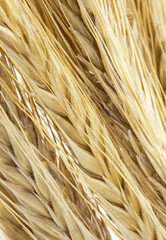 Wheat ears