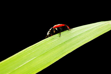 ladybug isolated on black