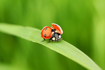Fototapeta premium ladybug on grass