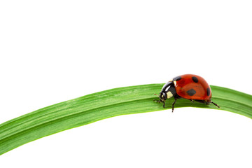 ladybug on grass