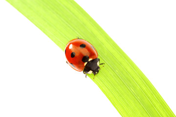 ladybug on grass