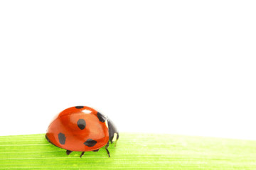 Fototapeta premium ladybug on grass