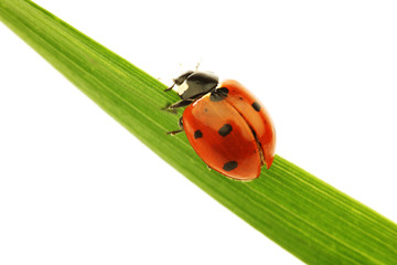 Fototapeta premium ladybug on grass