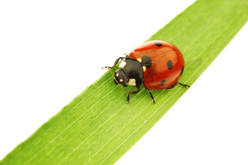 ladybug on grass