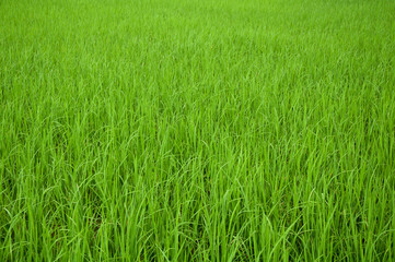 Rice seedling background