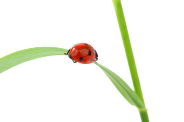 ladybug on grass