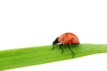 Fototapeta premium ladybug on grass