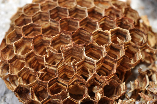 alv&eacute;oles nid de frelons