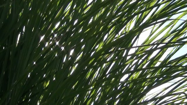 video schilf im sonnenschein I
