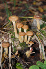 Mushrooms honey agarics
