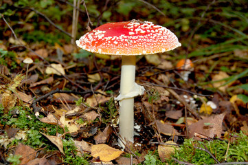 fly agaric