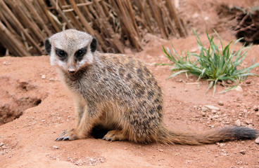 Fototapeta premium Erdmännchen Suricata suricatta