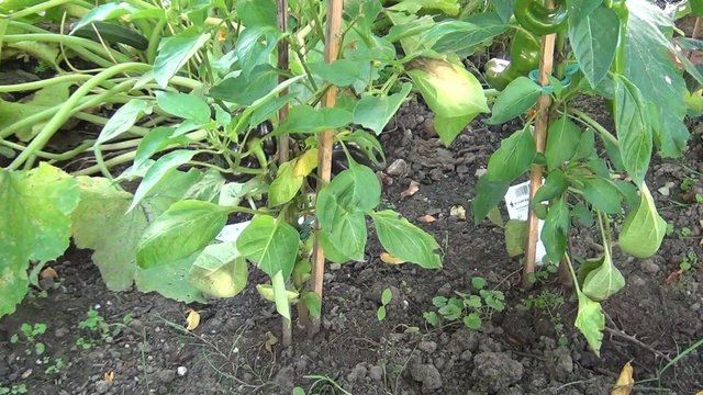 video pflanzen giessen I