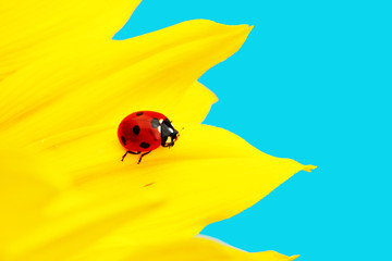 ladybug on sunflower