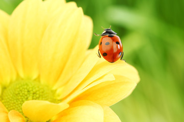 Fototapeta premium ladybug on yellow flower