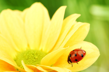 ladybug on yellow flower