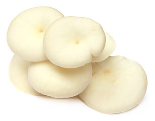 Oyster mushroom over white background