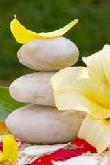 Steine,Lilium