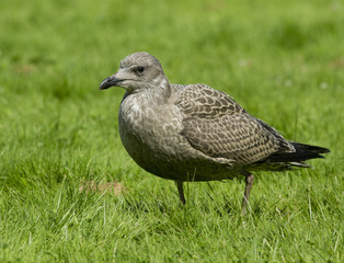 Young Lesser Black-backed Gull