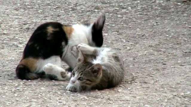 Gatti giocarelloni