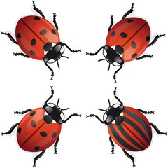 Fototapeta premium coccinelle différence