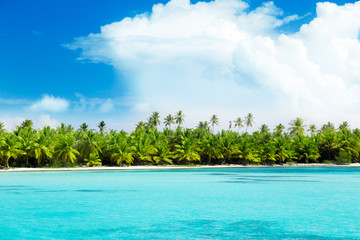Fototapeta na wymiar palms on island and caribbean sea