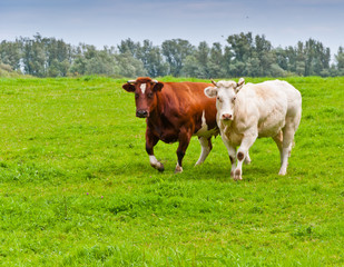 Naklejka na ściany i meble Two cows in the meadow