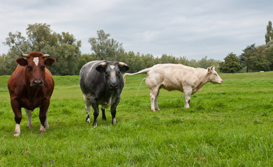Three cows standing in a green meadow