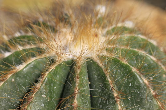 Notocactus Magnificus in Nahaufnahme