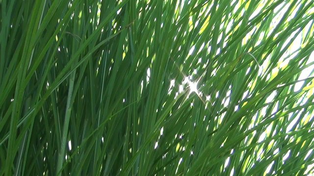 video schilf im sonnenschein II