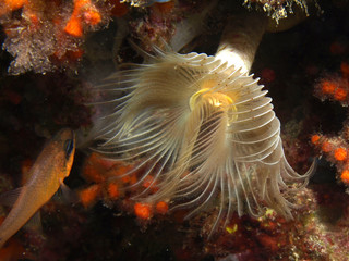 espirografo
