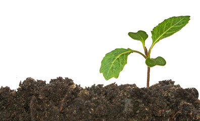 Cabbage seedling isolated on white background