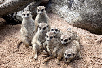 The group of a meerkat