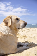 Labradore à la plage