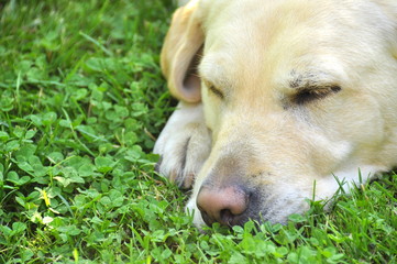 Labradore se repose