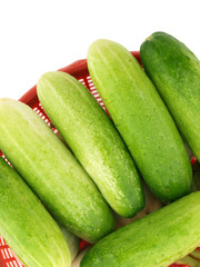 Fresh organic cucumber