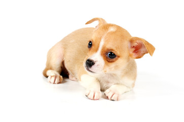 Funny puppy Chihuahua poses