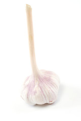 head of the garlic on white background